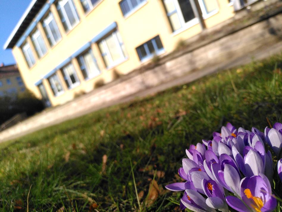 Krokusse vor der Musikschule