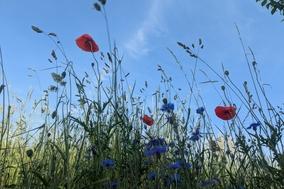 Sommerblumen und blauer Himmel