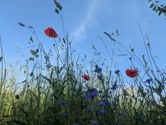 Sommerblumen und blauer Himmel